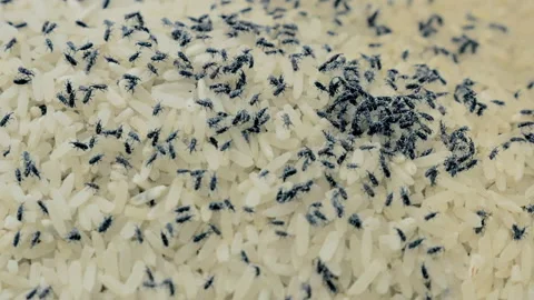 Medium closeup - Big group of rice weevils moving and feeding on Thai rice. Stock Footage 148519240
