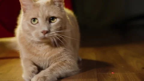 Medium closeup of cat playing watching laser pointer and leaping up out of Stock Footage 252062003