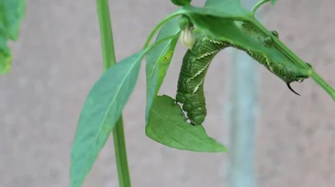Medium CloseUp of Caterpillar Pest Eating A Pepper Leaf in a home garden SPED UP Stock Footage 58307192