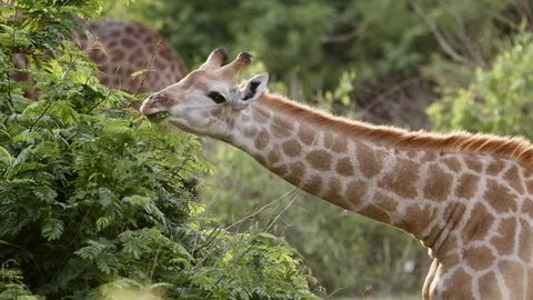 Medium closeup of a female Giraffe eating leaves, Greater Kruger Stock Footage 153585226