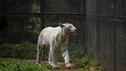 Medium closeup of a Royal Bengal white tiger walking in a Zoo Stock Footage 116984022