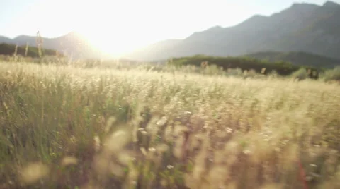 Medium Closeup of Running Through a Field with Sun in Background 動画素材 68723653