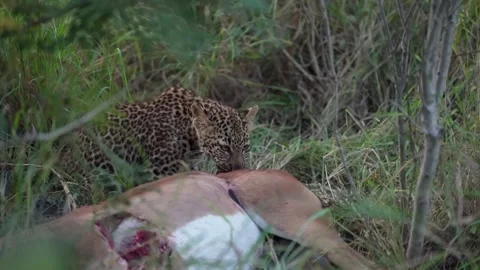 Medium closeup of a tiny leopard cub feeding on an impala carcass in the long Stock Footage 334458448
