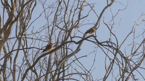 Medium distance view to the pair of falcons on tree 動画素材 93547821