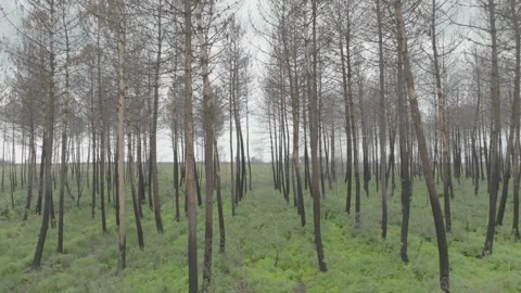 Medium drone advancing between bare tree trunks in deforested area, France Stock Footage 333107711