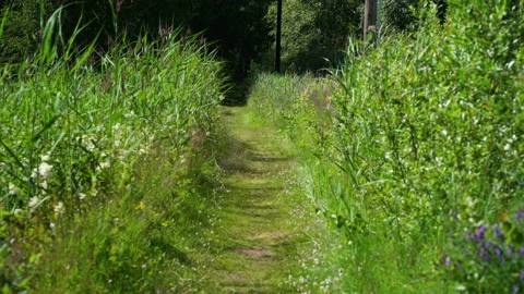 Medium, empty pathway and summer foliage, Sweden Stock Footage 140358624
