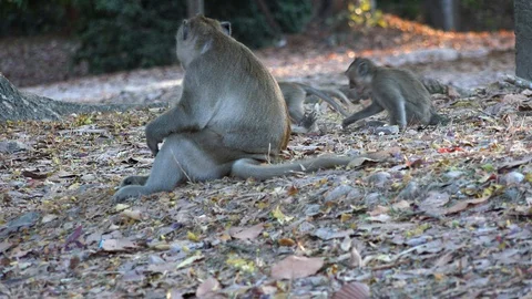 Medium Exterior Static Shot of Sad Monkey Sitting and Thinking With Babies Video stock 126670101