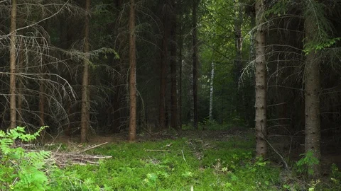 Medium, forest clearing in Sweden Video stock 114992852