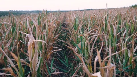 Medium frame with a cornfield severely affected by drought. Video stock 140281356