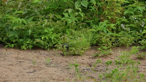Medium Frame Painted Turtle Traversing Sand-Grass Transition Stock Footage 325634168