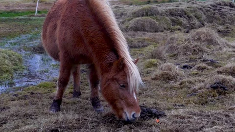 Medium front view shot of Faeroes Icelandic pony eating food from grass Stock Footage 92638443