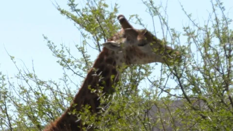 MEDIUM GIRAFFE EATING LEAVES Stock Footage 87228034