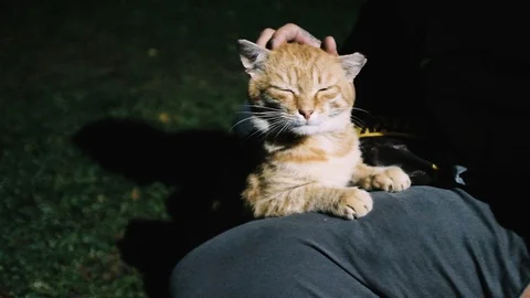 Medium handheld shot of a person stroking cat outdoors at night Stock Footage 122510911