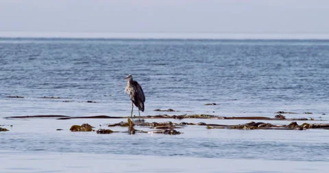Medium of Heron preening floating on seaweed Stock Footage 168999447
