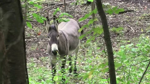 A Medium, High Angle Shot of a Donkey Stock Footage 139994557