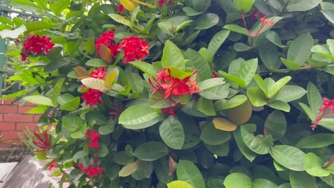 Medium Horizontal Shot of Fresh Rangan Flower Clusters and Buds. Stock Footage 344777858