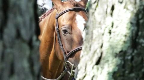 Medium of Horse's Face Stock Footage 50142524