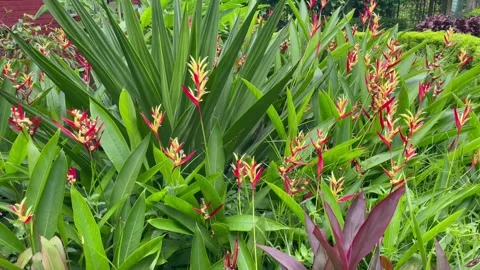 Medium Landscape View of False Bird of Paradise Shrubbery in Summer. Vídeo Stock 344777690