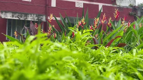 Medium Landscape View of False Bird of Paradise Shrubbery and Blurry Foreground. Stock Footage 344777711