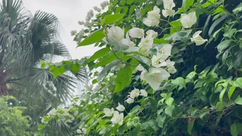 Medium Landscape View of Vibrant White Bougainvillea Glabra Shrub. Stock Footage 344777687