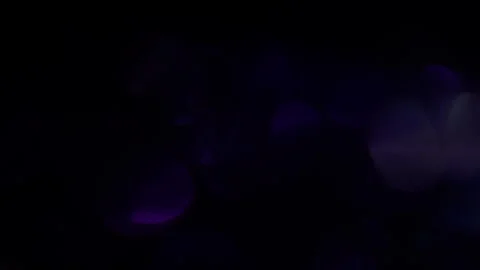 Medium light, bokeh, diffuse, bright Stock-Footage 320207637