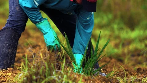 Medium Low angle shot of a worker planting and hoeing a coyol / macauba Stock Footage 101690270