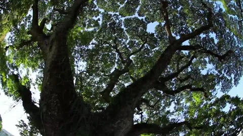 Medium Lush Park Pan 스톡 동영상 62696293