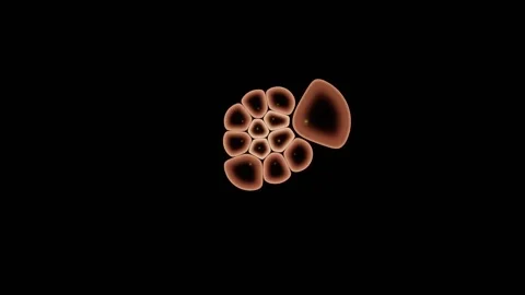 Medium Magnification Frames Several Dozen Living Cells Stock Footage 344513252
