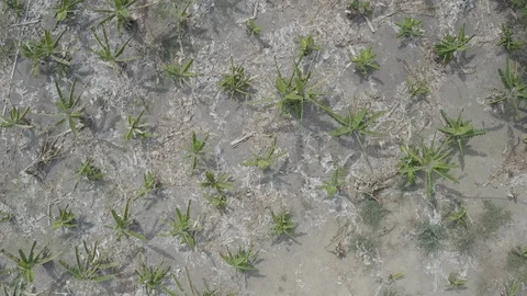 Medium overhead aerial passing over a field of banana trees in Colombia Видео 108929584