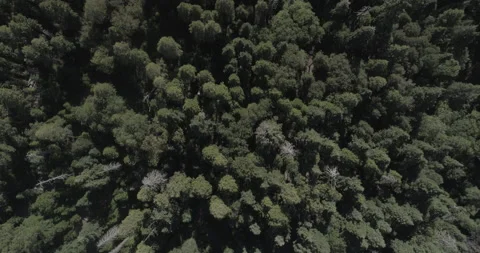 Medium overhead aerial pushes over treetops of thick green forest on sunny day Video stock 150785350