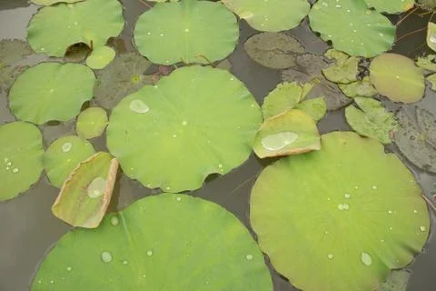 Medium overhead view of lilies in a pond at a pagoda in Southeast Asia Stock Photos