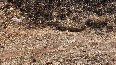 Medium, pair of snakes mating in India Stock Footage 114989826