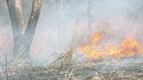 Medium pan shot of bush fire in Africa against termite hill Video stock 84027962