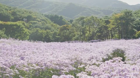 Medium Panning View of Purple Aster Flowers Stockbeeldmateriaal 347141980