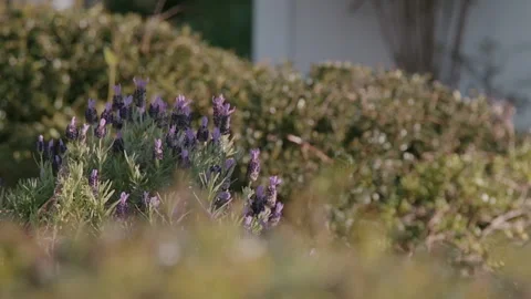 Medium Paralax Shot of Lavender Surrounded by Bushes Video stock 133018685