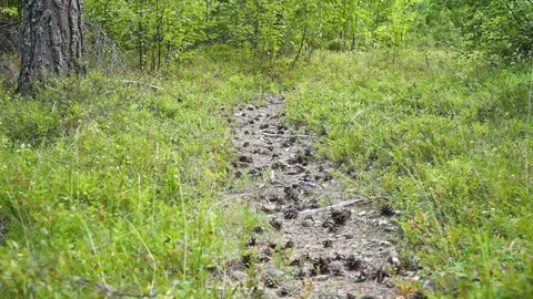 Medium, pathway between the shrubs in Sweden Video stock 114996630