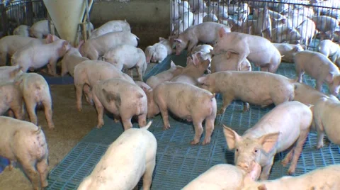 Medium pigs in farming 库存影片 40049942