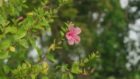 Medium Pink Flower Stock Footage 247679231