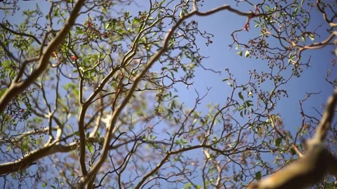 Medium plan of beautiful branches of Arbutus andrachne tree against blue sky Stock Footage 139344967
