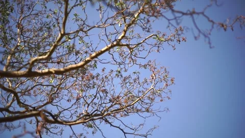 Medium plan of beautiful branches of Arbutus andrachne tree against blue sky Stock Footage 139345071