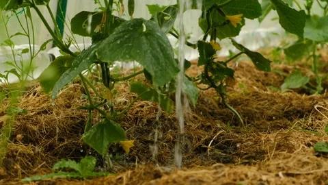 Medium plan. Cucumbers in a greenhouse. Cucumbers are watered from above.	 Stock Footage 211360562