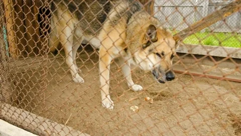 Medium plan. The dog in the shelter eats bread. A large dog sits in a cage. Slow Stock Footage 211362566