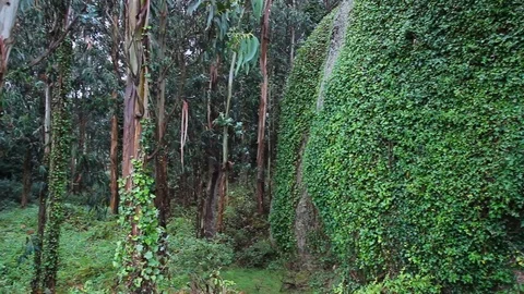 Medium plan forest of eucalyptus and vines Stock Footage 124585085