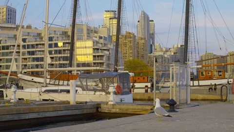 Medium plan of pier with docked yachts and gull in Chicago. Cinematic video of Stock Footage 248063510