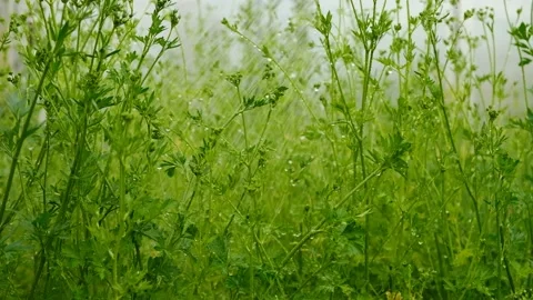 Medium plan of plants. A green plant is watered from above.	 Stock Footage 211360595