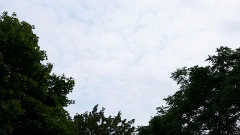 Medium plane flies overhead on cloudy day between two tree Stock Footage 106772474