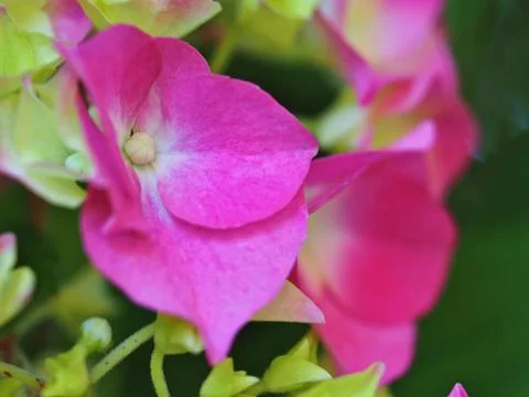 Medium profile Hydrangea macro Stock Photos