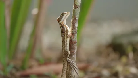 Medium Profile Shot of A Brown Basilisk Lizard On Thin Branch With Green Stalks Vidéo 285860997