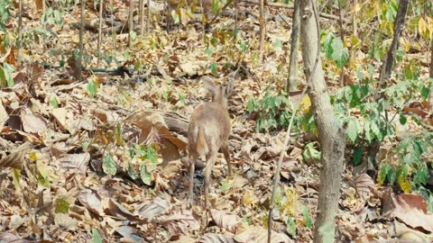 Medium rear view of a wild muntjac deer walking away through dense dry forest Stock Footage 345834091