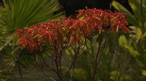 Medium of red flower with bee floating about (Aloe maculata) 库存影片 10900227